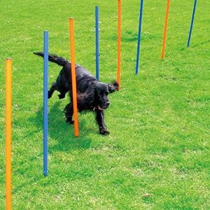 PAWISE Dog Training Exercise Equipment