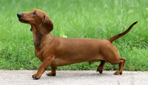 Dachshund