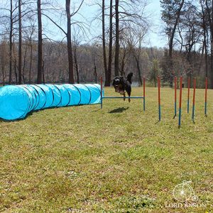 Dog Agility Training Equipment