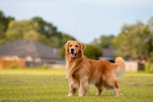 Golden Retriever