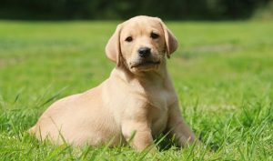 Labrador Retriever