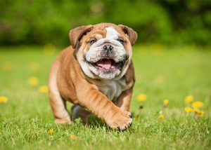 The English bulldog