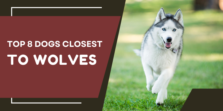 Top 8 dogs closest to wolves