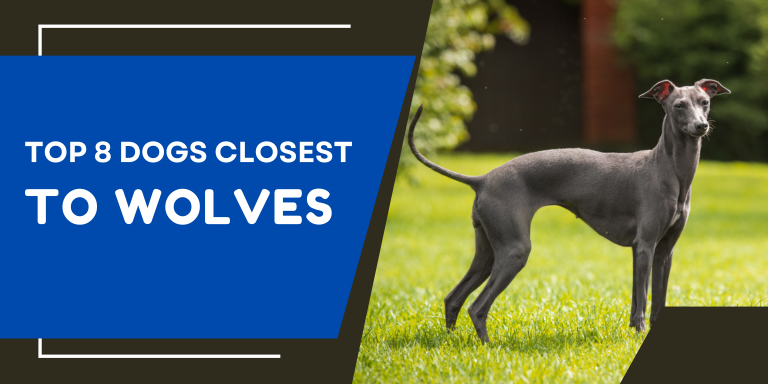 Top 5 breeds of skinny dogs.