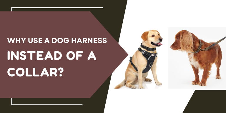 Why Use a Dog Harness Instead of a Collar?