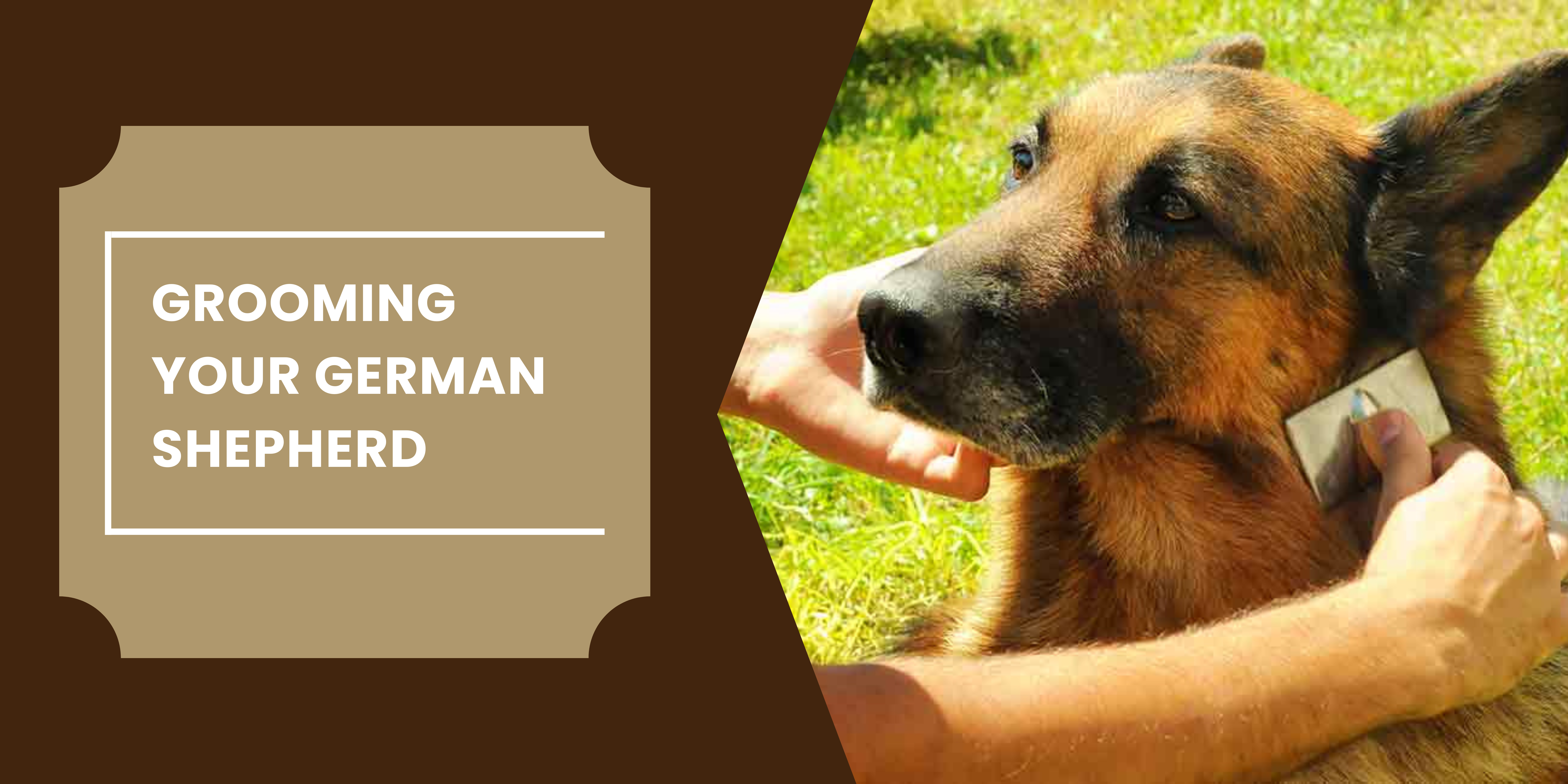 Grooming Your German Shepherd