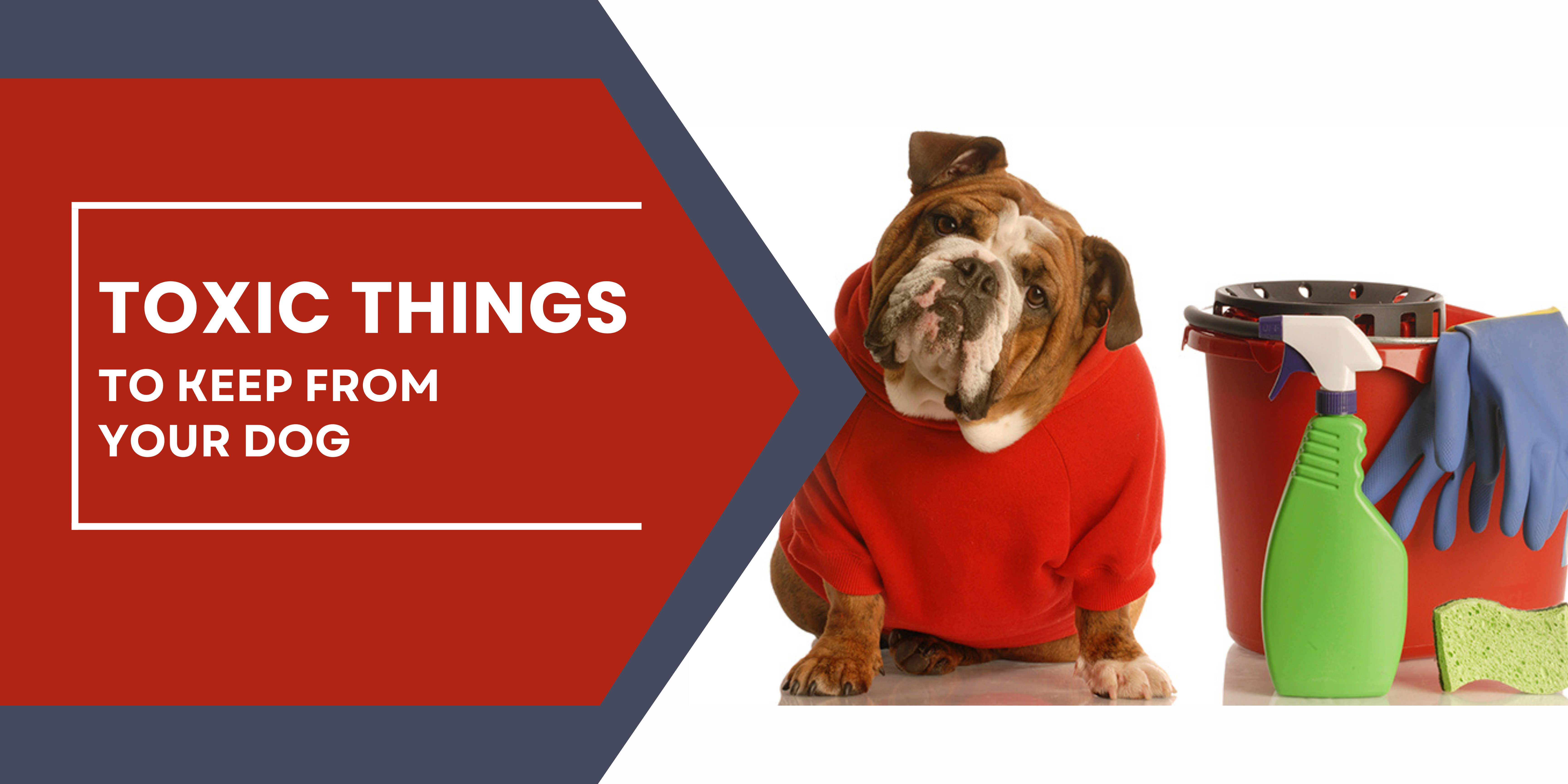 Toxic Things to Keep From Your Dog