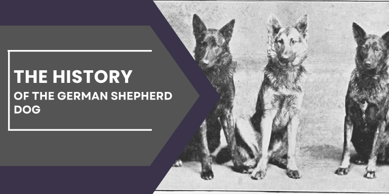 THE HISTORY OF THE GERMAN SHEPHERD DOG