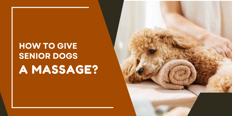 How to give senior dogs a dog massage?