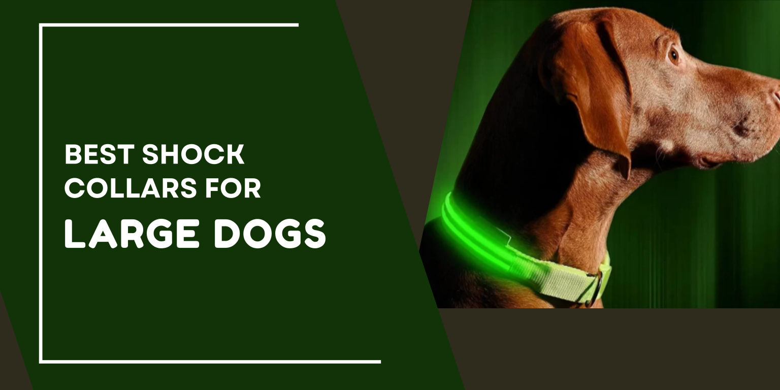 Best Shock Collars for Large Dogs and All You Need to Know