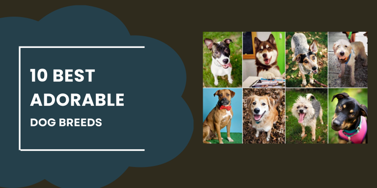10 Best Adorable Dog Breeds To Have in your Family