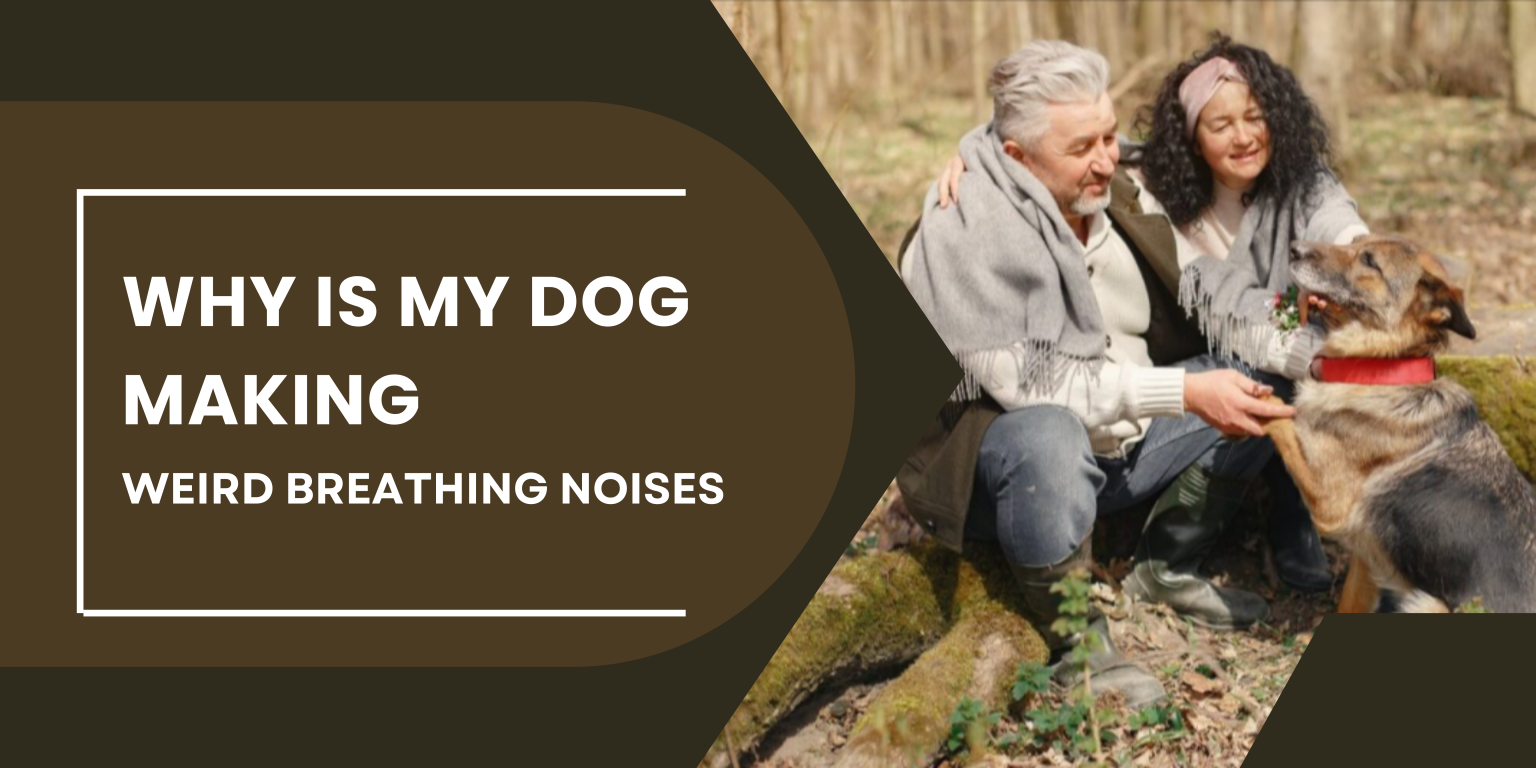 Why is my dog making weird breathing noises? German Shepherd Place