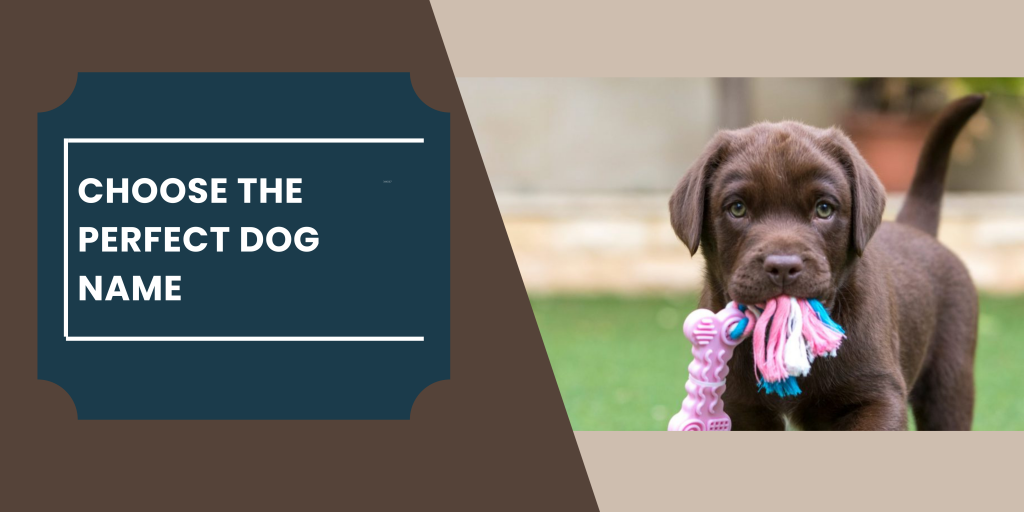 Choose the Perfect Dog Name German Shepherd Place