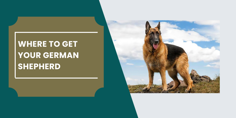 WHERE TO GET YOUR GERMAN SHEPHERD