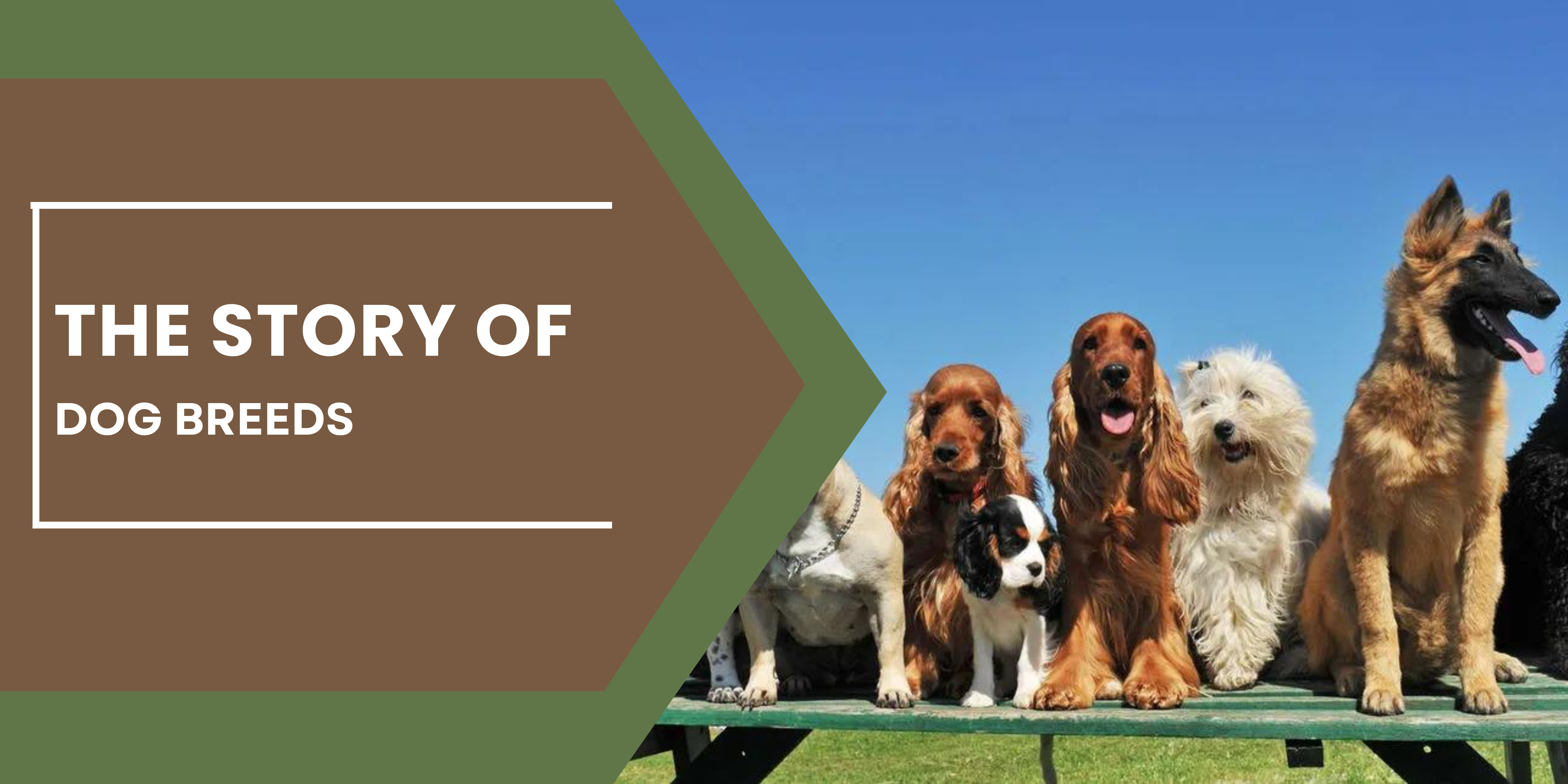 The Story of Dog Breeds