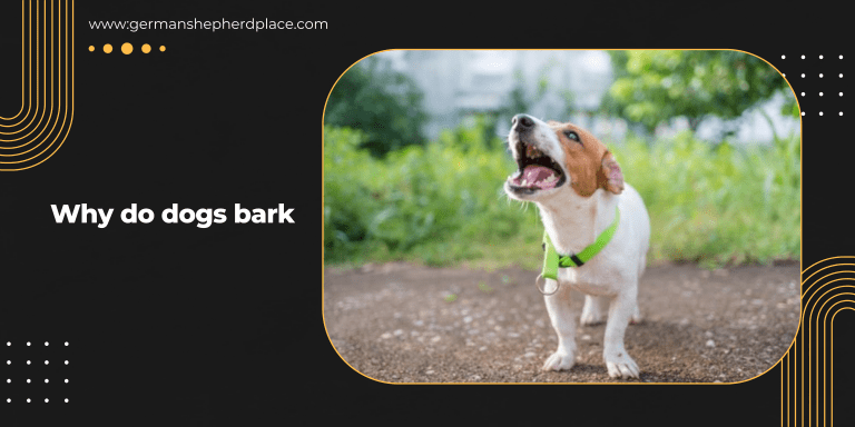 Why do dogs bark
