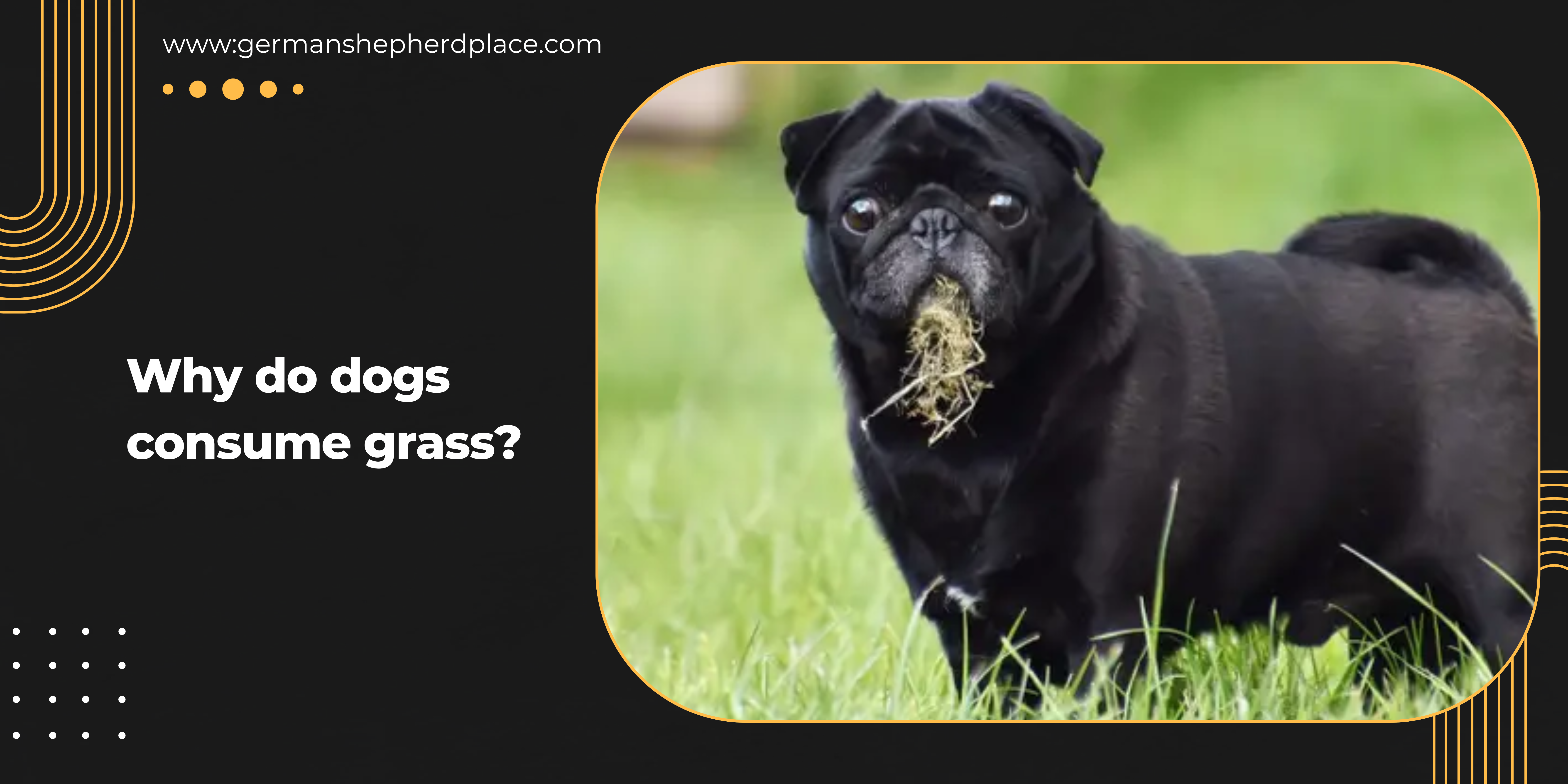 Why is my dog eating grass?