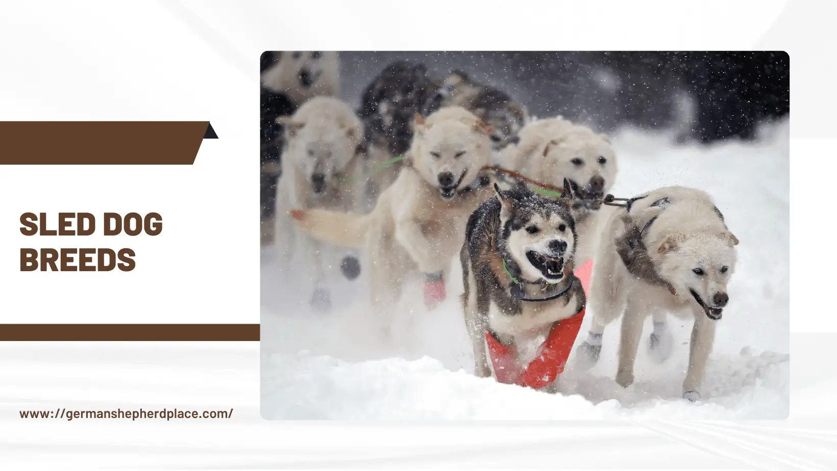 Sled dog breeds