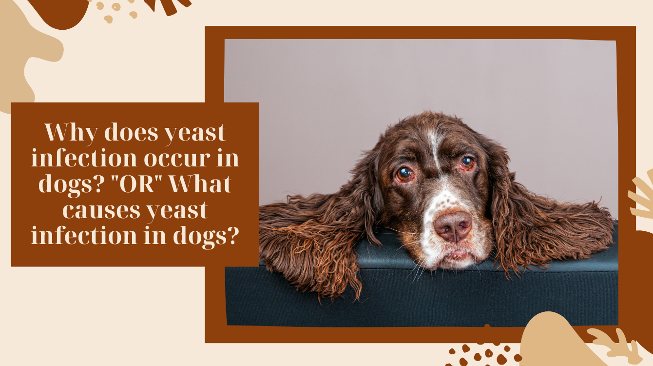 How to treat a yeast infection in dogs?