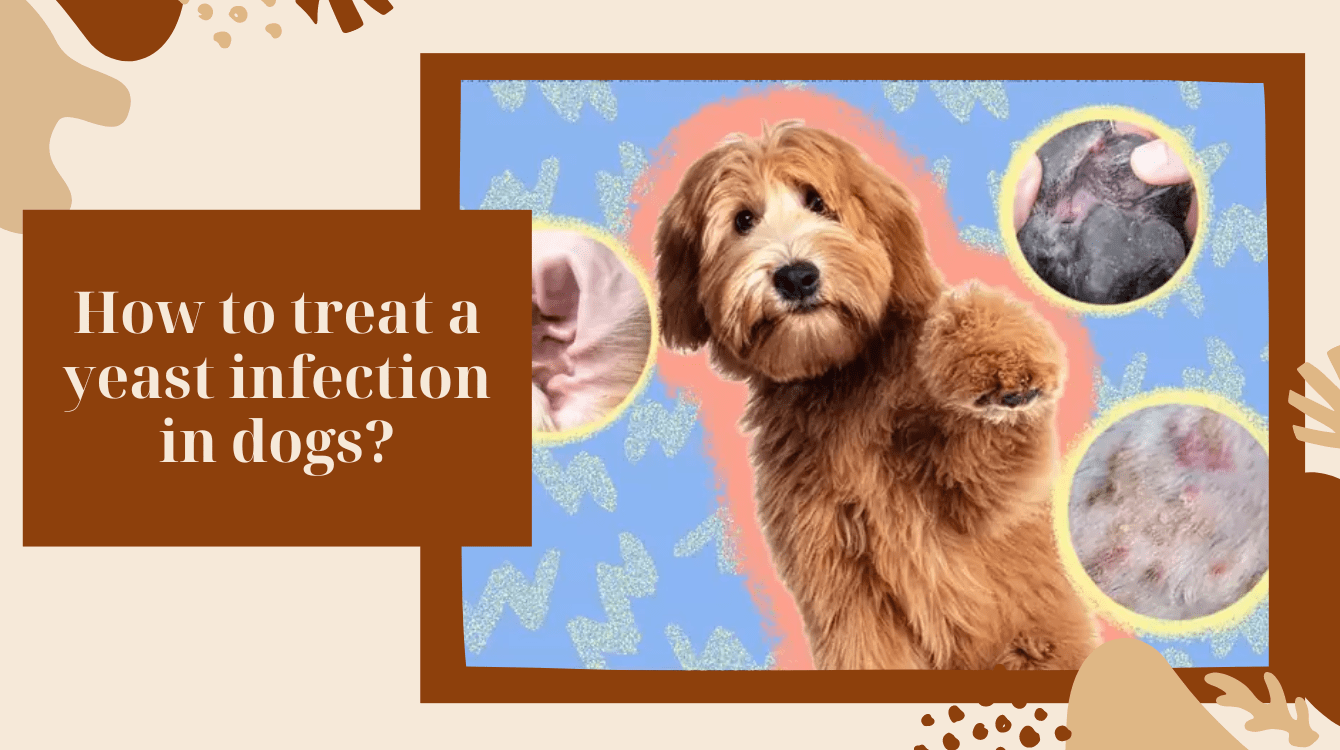 How To Treat A Yeast Infection In Dogs German Shepherd Place