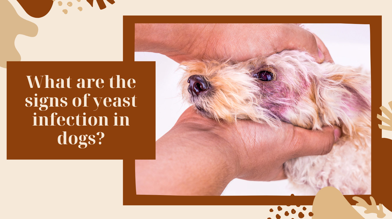 How to treat a yeast infection in dogs?