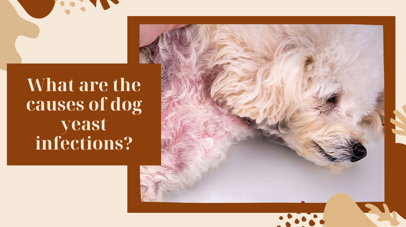 How to treat a yeast infection in dogs?