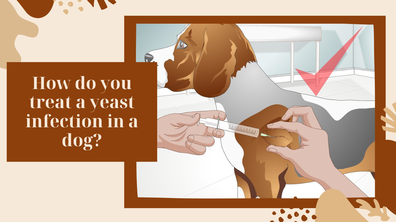 How to treat a yeast infection in dogs?