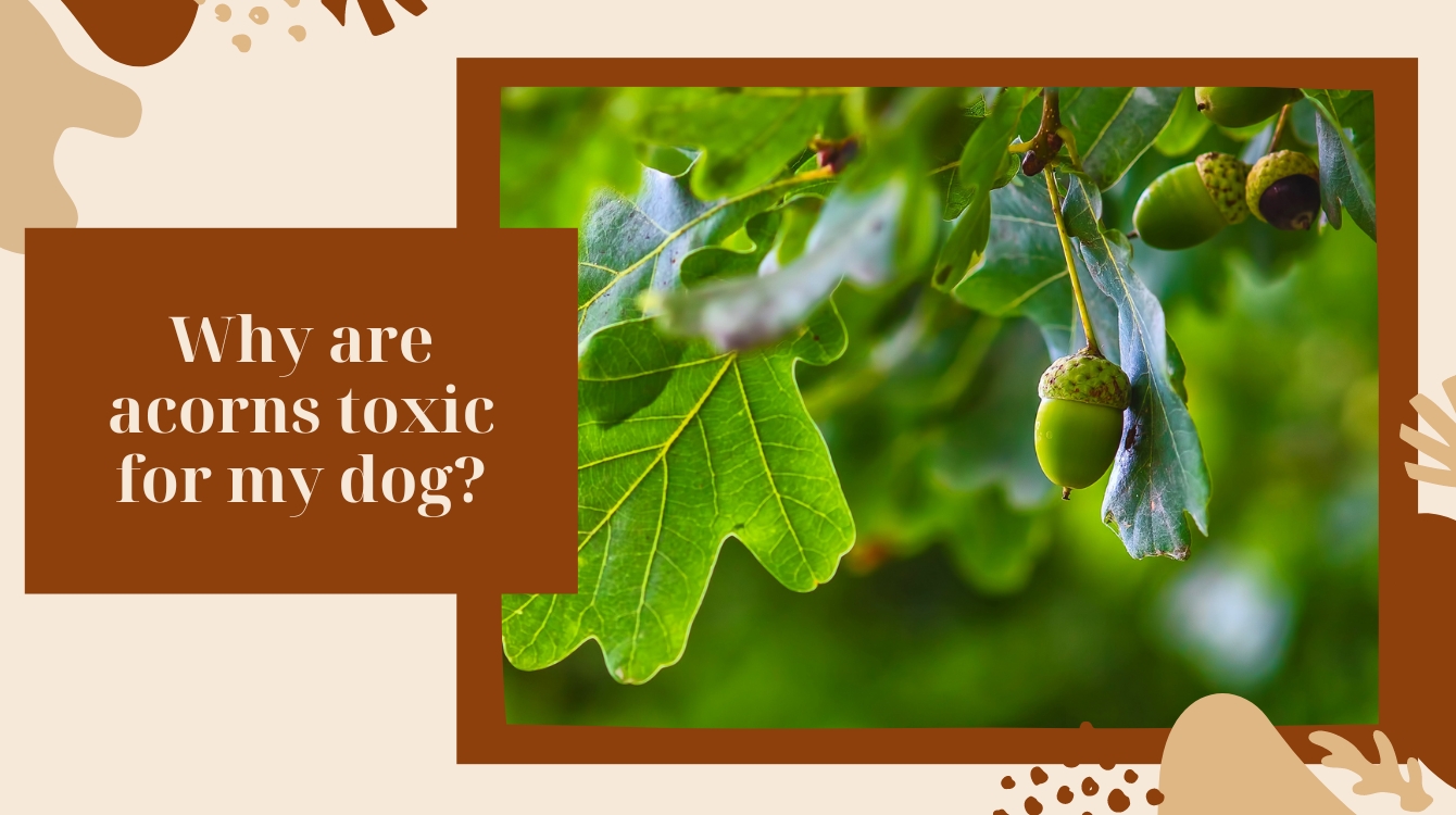 My dog eats acorns. Is it poisonous for him?