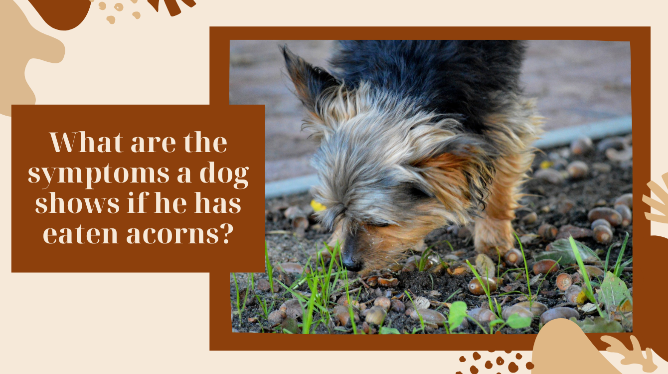 My dog eats acorns. Is it poisonous for him?