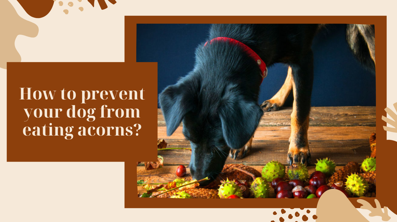 My dog eats acorns. Is it poisonous for him?