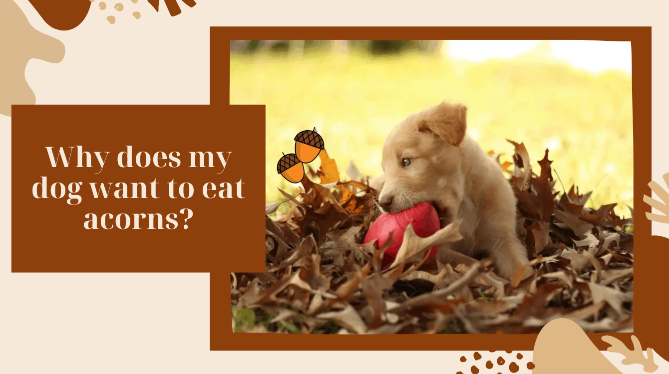 My dog eats acorns. Is it poisonous for him?