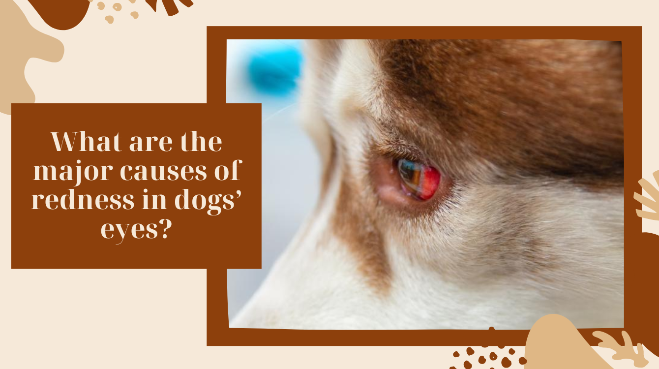 My dog's eyes are red. What should I do?