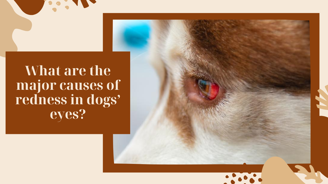 My dog's eyes are red. What should I do? - German Shepherd Place