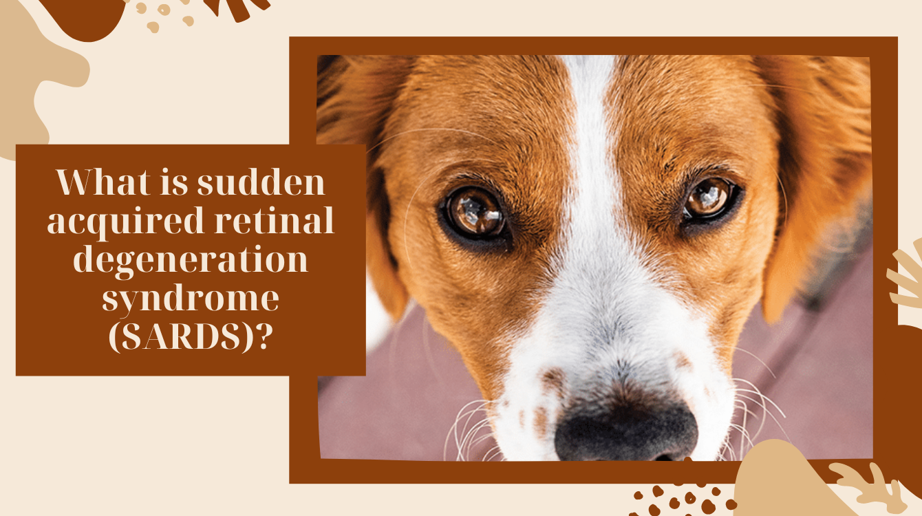 SARDS (sudden acquired retinal degeneration syndrome) in dogs