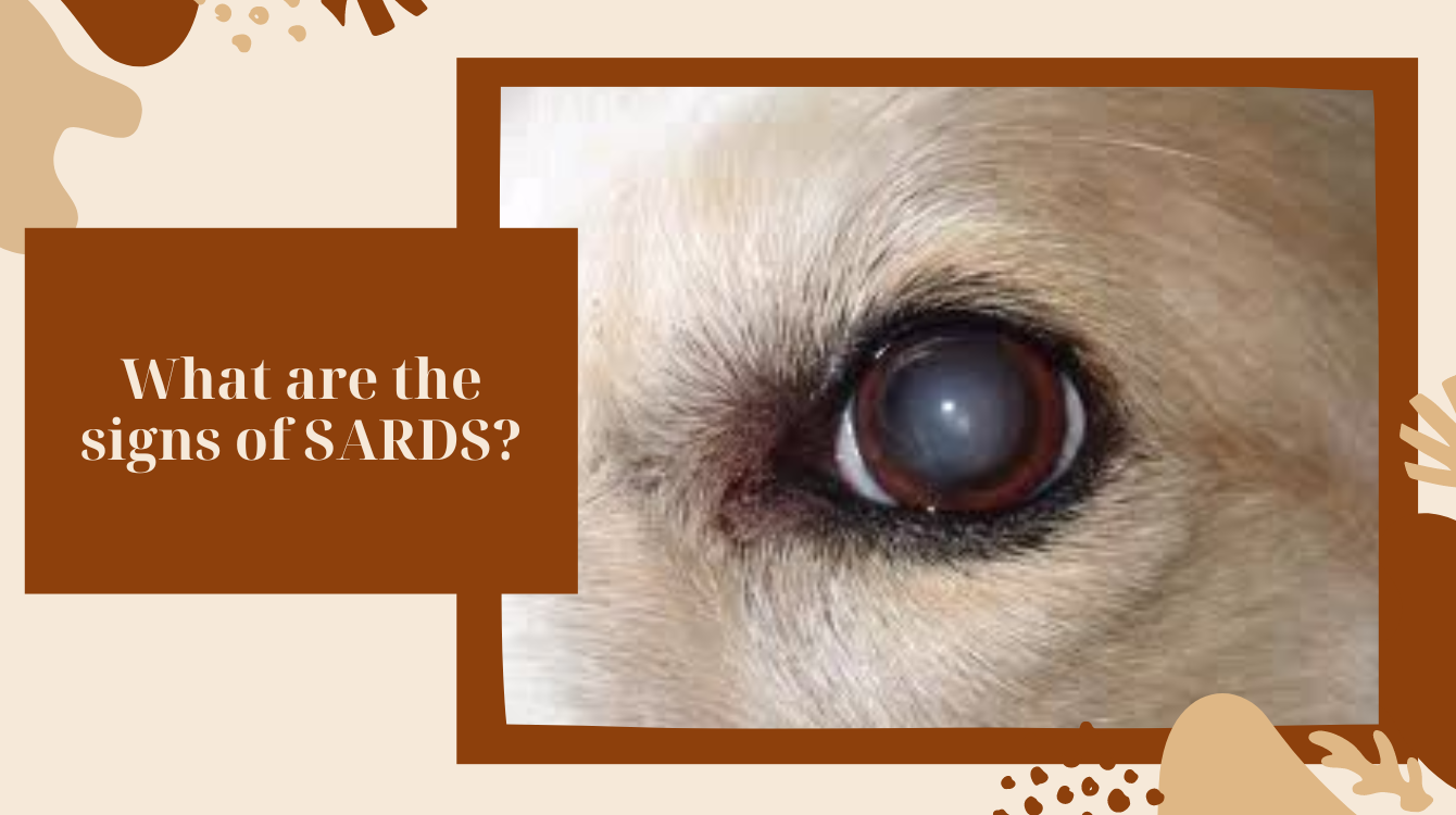 SARDS (sudden acquired retinal degeneration syndrome) in dogs