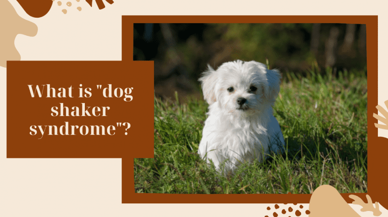 What is “dog shaker syndrome”?