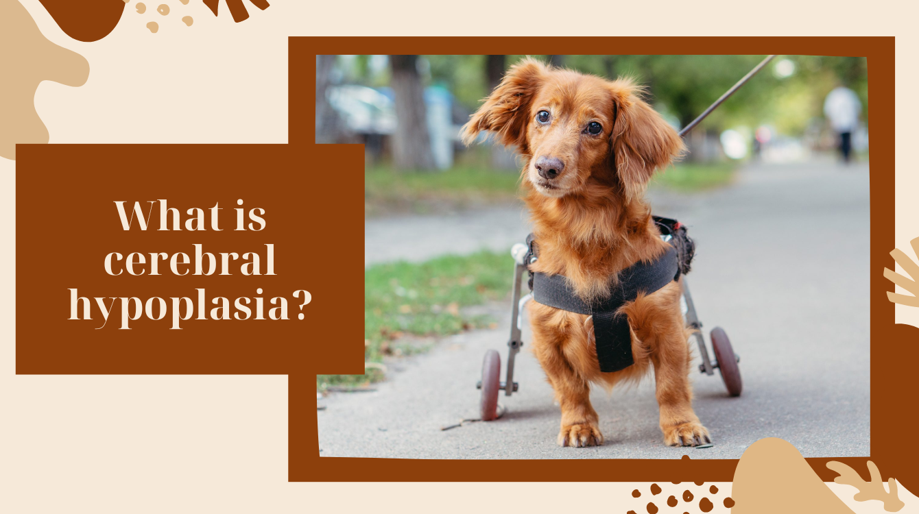 What is "dog shaker syndrome"?