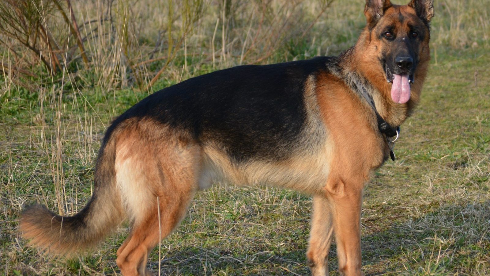 An adult black and tan German Shepherd standing in a dry meadow