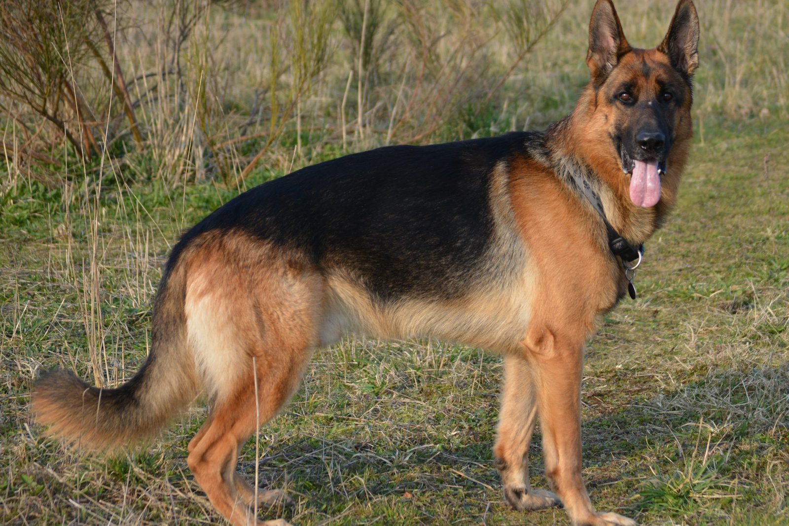 Older German Shepherd standing comfortably outdoors in good condition