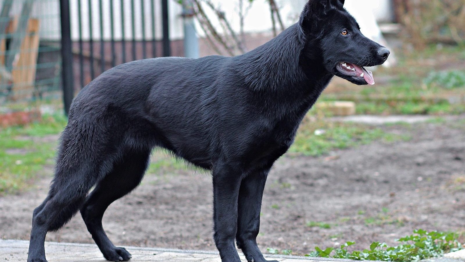 A solid black German Shepherd standing outdoors with a glossy, well-kept coat