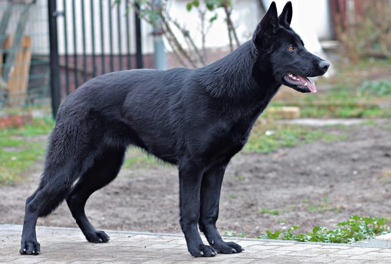 A solid black German Shepherd standing outdoors with a glossy, well-kept coat