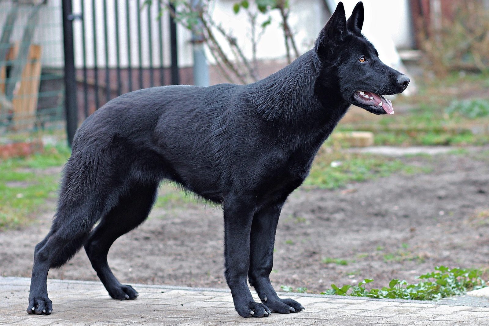 Solid black German Shepherd standing outdoors showing coat colour variation
