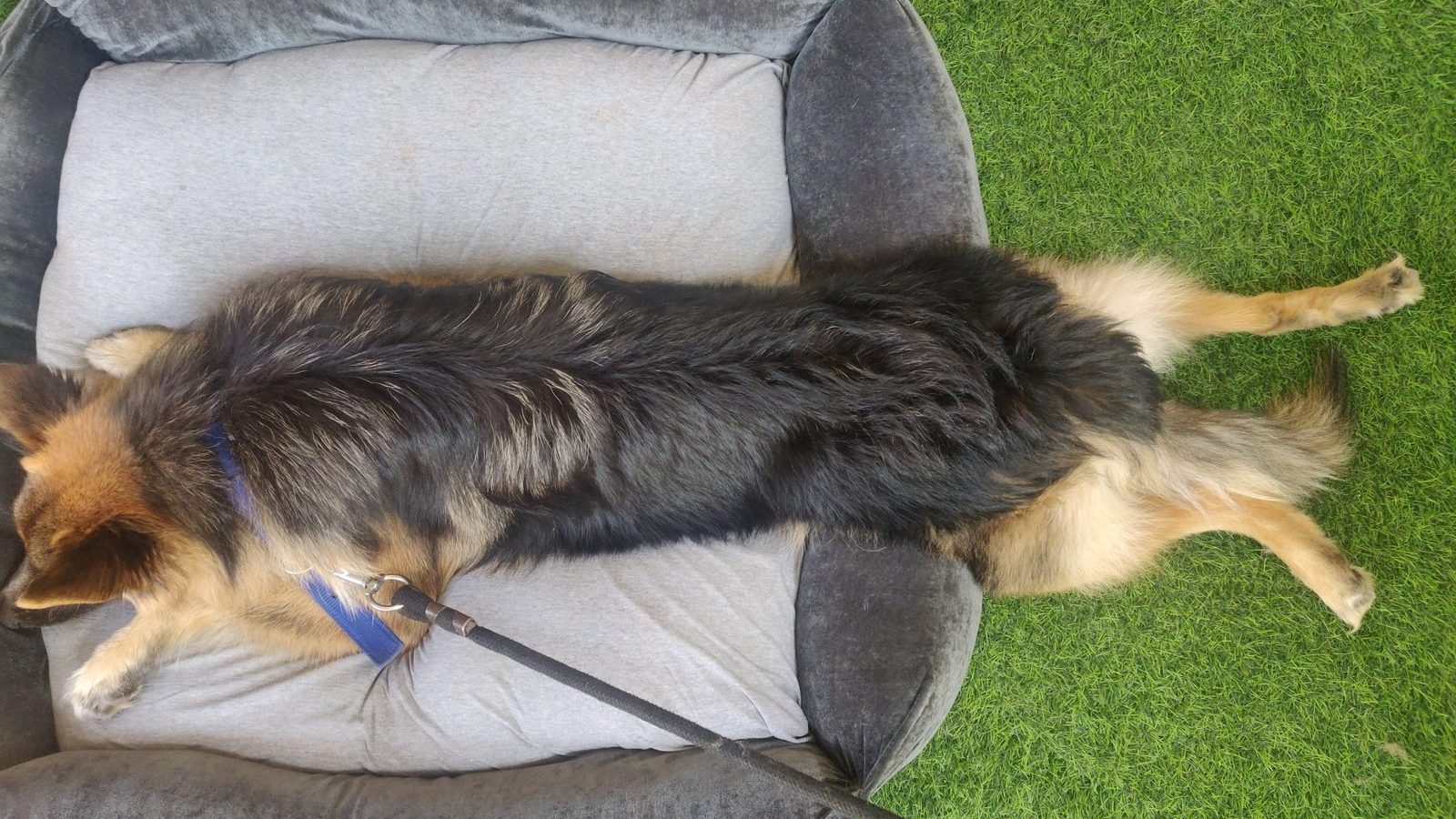 A German Shepherd stretched out asleep in a large padded dog bed
