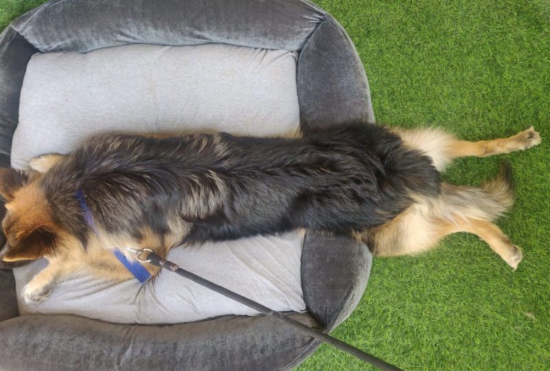 A German Shepherd stretched out asleep in a large padded dog bed