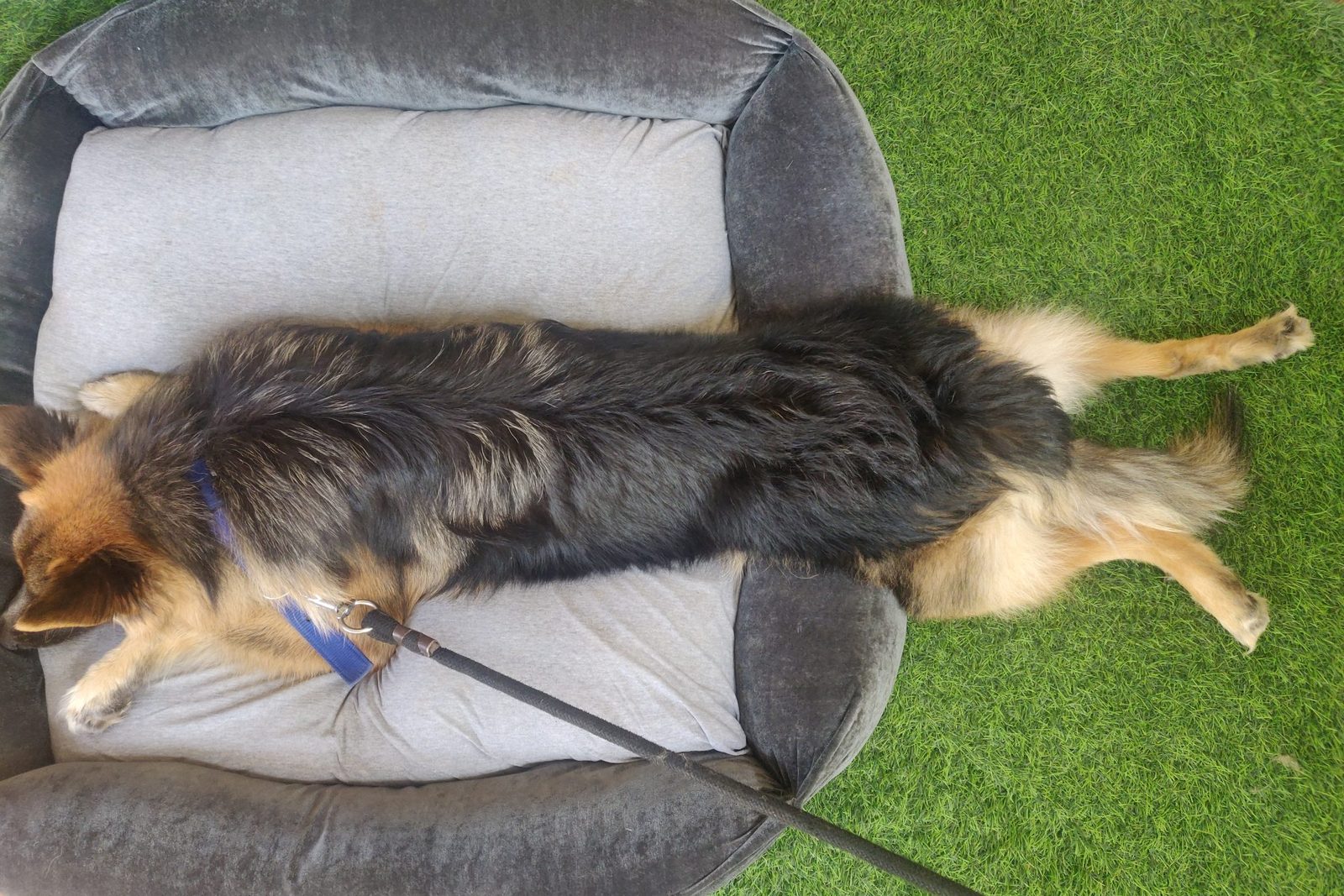 German Shepherd sleeping deeply in a padded dog bed during a daytime nap