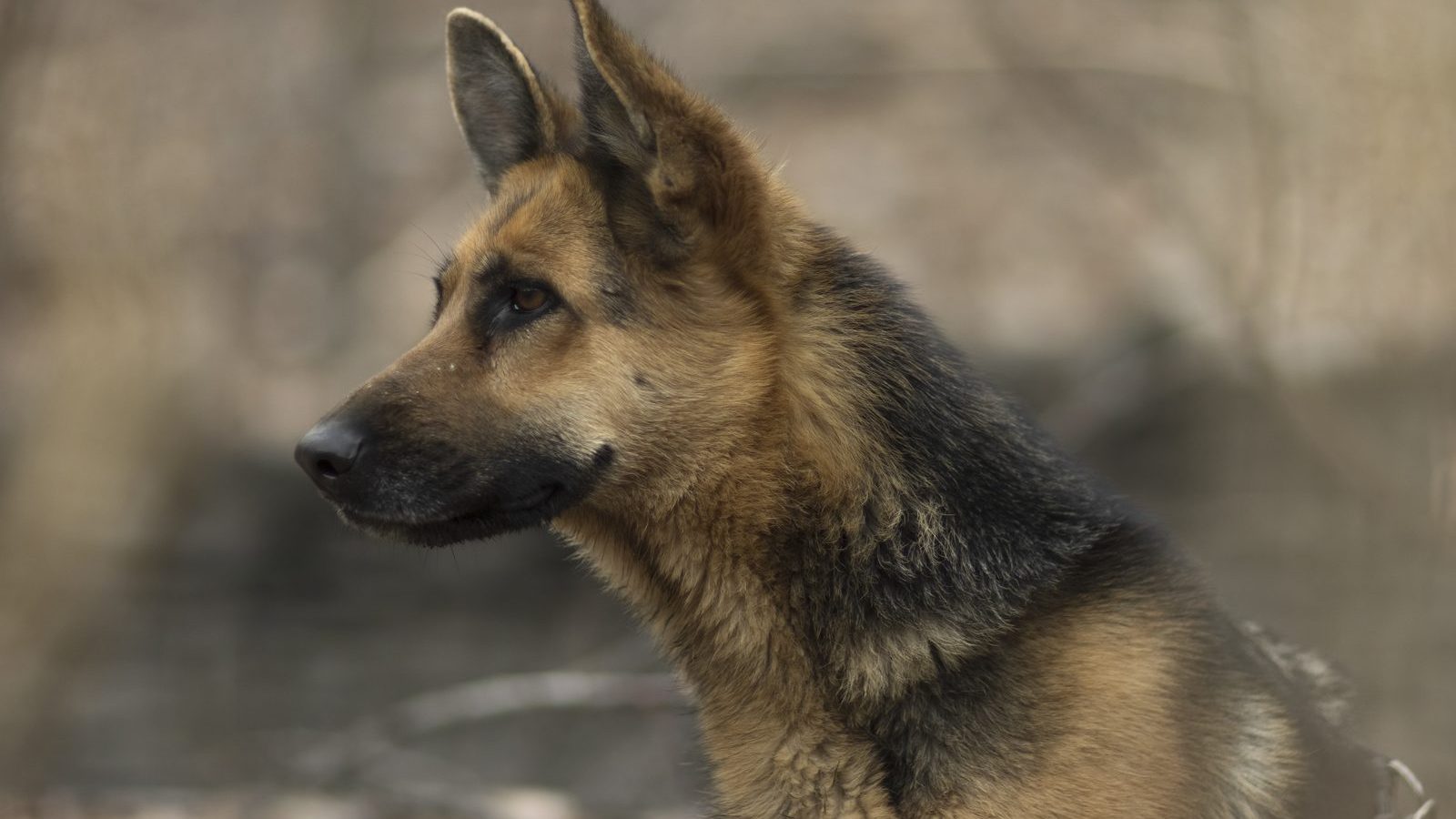 Close side profile of an attentive young German Shepherd outdoors