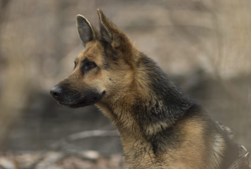 Close side profile of an attentive young German Shepherd outdoors