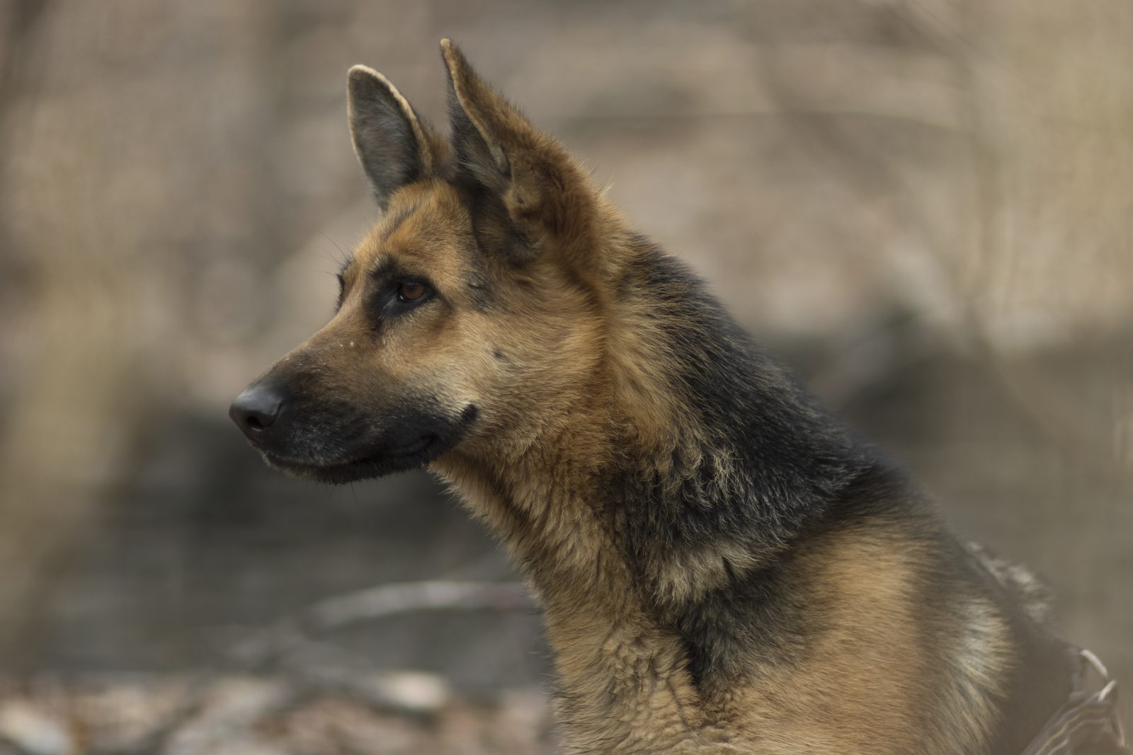 Calm German Shepherd standing still and relaxed while being handled
