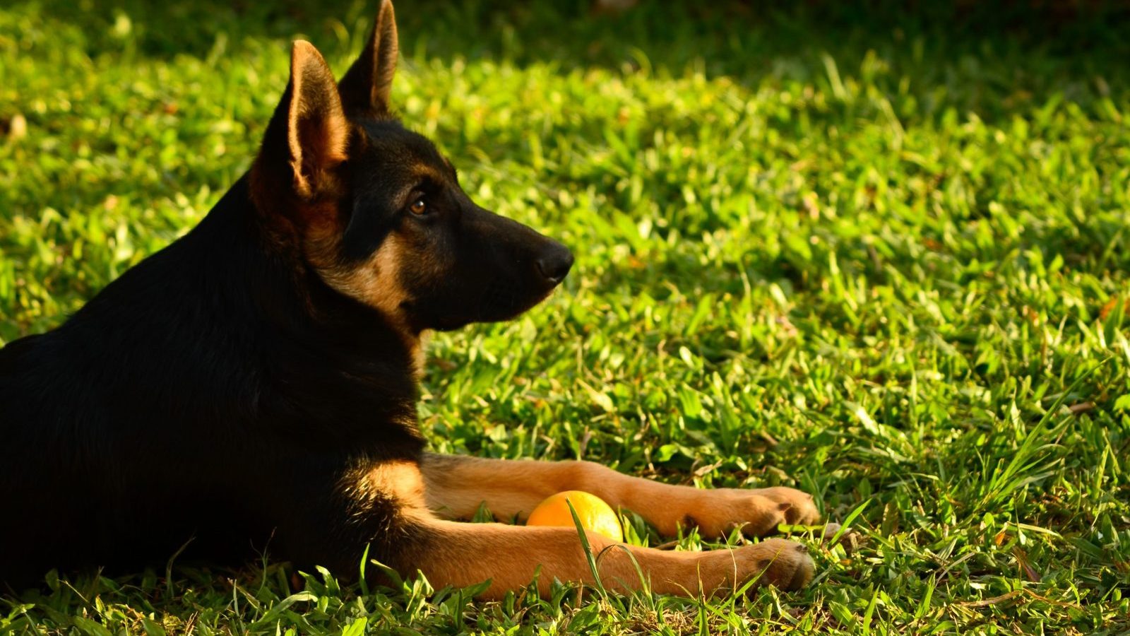 A German Shepherd lying in bright green grass with a tennis ball between its paws