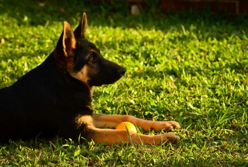 A German Shepherd lying in bright green grass with a tennis ball between its paws